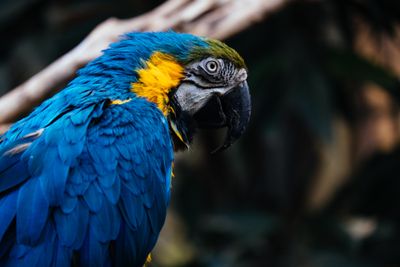 Portrait image of a bright orange-yellow and blue Macaw parrot in profile