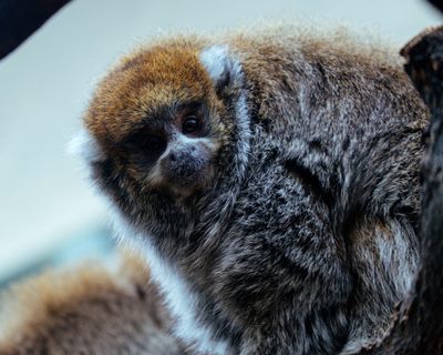 A Bolivian gray titi monkey looking down at the viewer