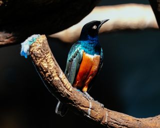 A superb starling in profile perched on a branch