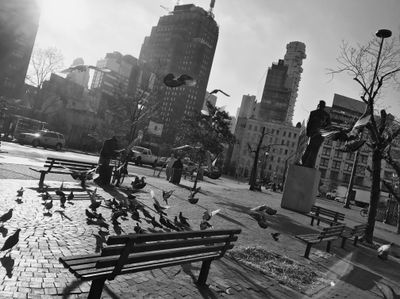 A group of pigeons gathered on a city sidewalk around some benches