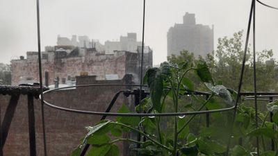 Close-up view of rain falling on tomato plant leaves