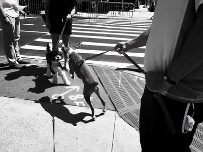 A leashed dog jumping onto another leashed dog on a city sidewalk