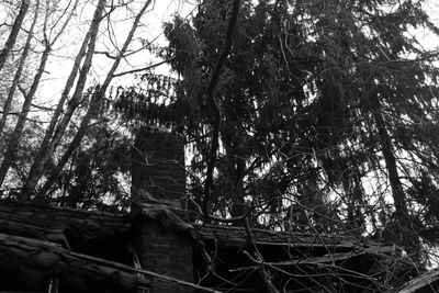 Detail view of small derelict house in a wooded area