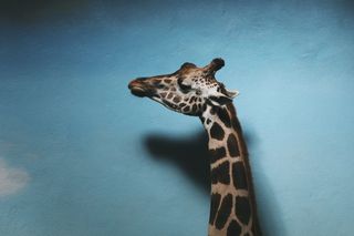 Portrait photo of a giraffe in profile