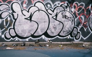 Pigeons resting in front of a boarded up fence covered with graffiti.