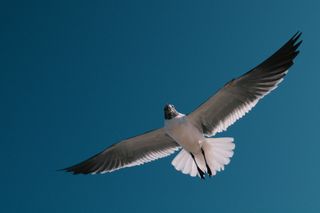A sea gull viewed from below with its wings spread out