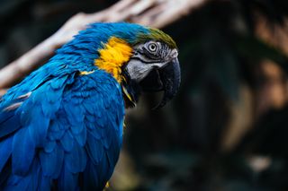 Portrait image of a bbright orange-yellow and blue Macaw parrot in profile