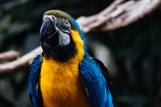 Portrait image of a bright orange-yellow and blue Macaw parrot